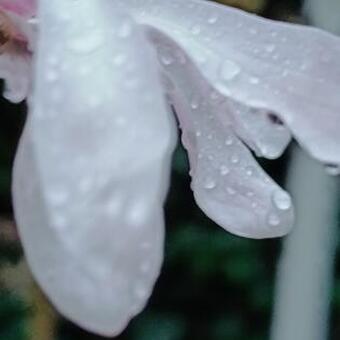 Magnolia stellata 'Rosea'