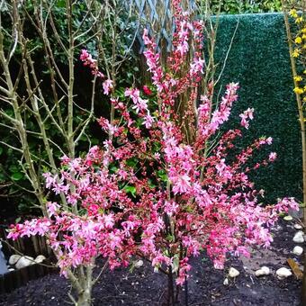 Prunus 'Comet'