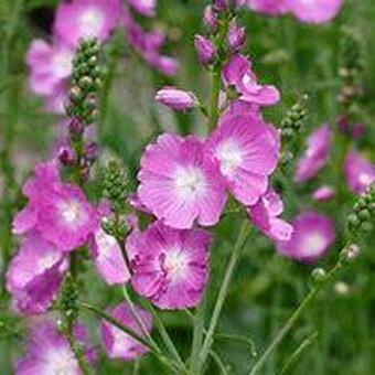 Sidalcea 'Rosanna'