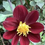 Cosmos x Dahlia 'Mexican Star' - 