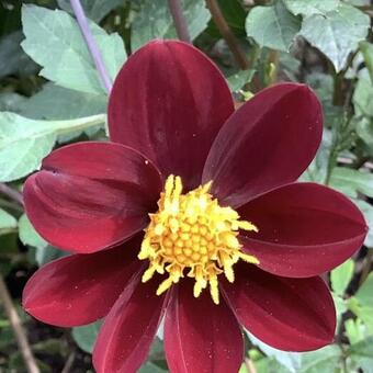 Cosmos x Dahlia 'Mexican Star'