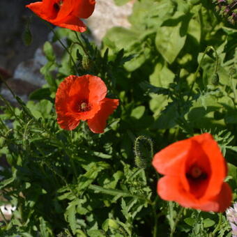 Papaver rhoeas