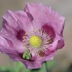 Papaver somniferum 'Single Lilac' - 