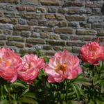 Paeonia 'Coral Sunset'  - Paeonia 'Coral Sunset' 