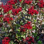 Dianthus gratianopolitanus 'Rubin' - Dianthus gratianopolitanus 'Rubin'