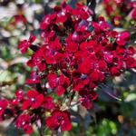 Dianthus gratianopolitanus 'Rubin' - 