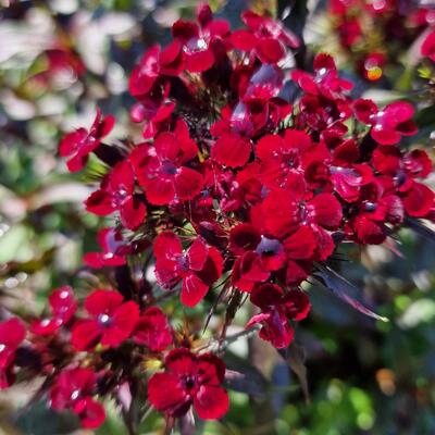 Dianthus gratianopolitanus 'Rubin'