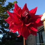 Dahlia 'Babylon Red' - 