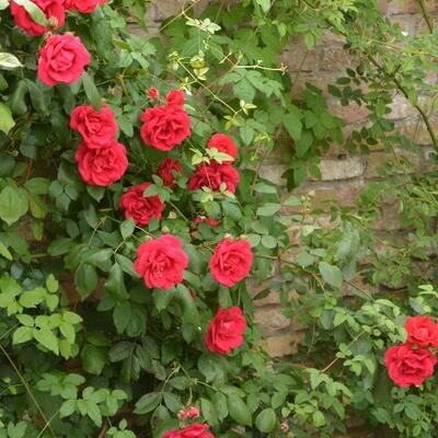 Rosa 'Blaze Superior' - 