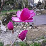 Magnolia 'Felix Jury' - 