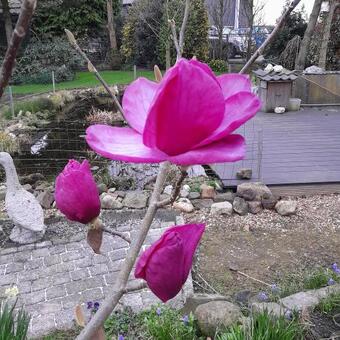 Magnolia 'Felix Jury'