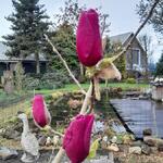 Magnolia 'Felix Jury' - 