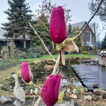 Magnolia 'Felix Jury'