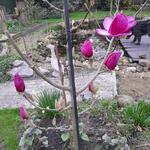 Magnolia 'Felix Jury' - 