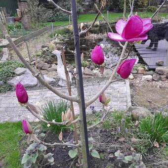 Magnolia 'Felix Jury'