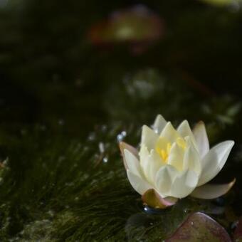 Nymphaea 'Pygmaea Helvola'