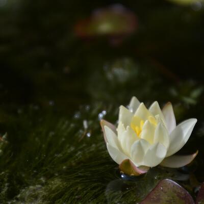 Nymphaea 'Pygmaea Helvola' - NÉNUPHAR  NAIN 'PYGMAEA HELVOLA' , NYMPHÉA 'PYGMAEA HELVOLA' - Nymphaea 'Pygmaea Helvola'