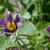 Pulsatilla vulgaris