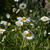 Leucanthemum vulgare