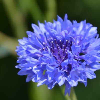 Centaurea cyanus - 