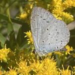 Solidago canadensis - Kanadische Goldrute