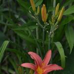 Hemerocallis fulva  - Hemerocallis fulva 