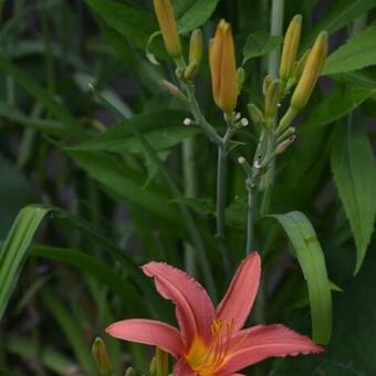 Hemerocallis fulva