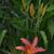 Hemerocallis fulva