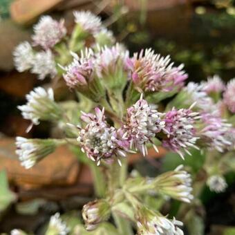 Petasites fragrans