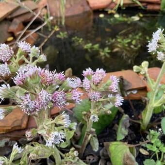 Petasites fragrans