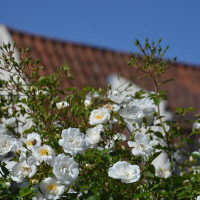 Rosa 'Sander's White' - 