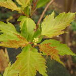 Acer tataricum subsp.ginnala  - 