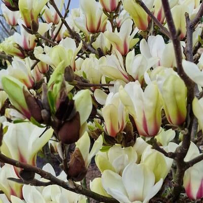 Magnolia 'Sunrise' - Magnolia 'Sunrise'