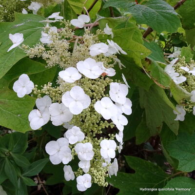 Hydrangea quercifolia ‘Harmony' - 