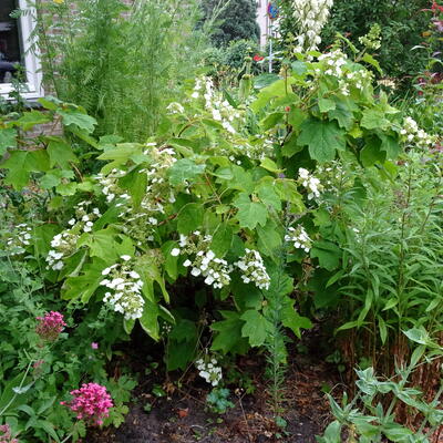 Hydrangea quercifolia - HORTENSIA À FEUILLES DE CHÊNE - Hydrangea quercifolia