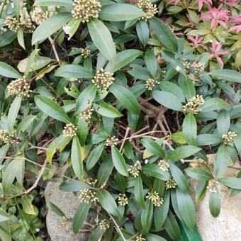 Skimmia japonica subsp. reevesiana