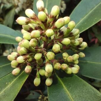 Skimmia japonica subsp. reevesiana