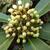 Skimmia japonica subsp. reevesiana