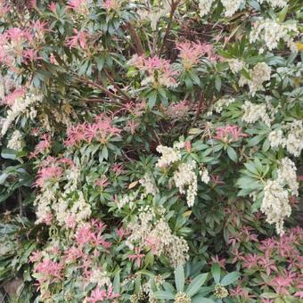 Pieris 'Forest Flame'