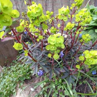 Euphorbia amygdaloides 'Purpurea'