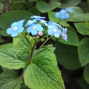 Brunnera macrophylla