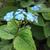 Brunnera macrophylla