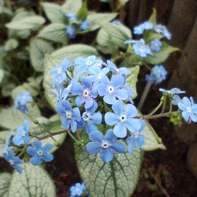 Brunnera macrophylla 'Silver Heart'