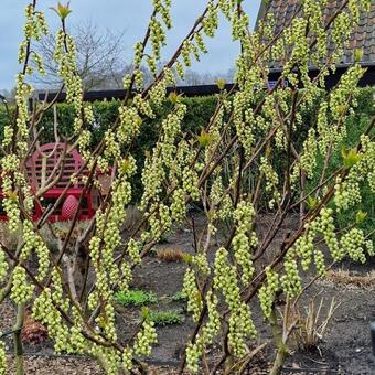 Stachyurus praecox  var. matsuzakii