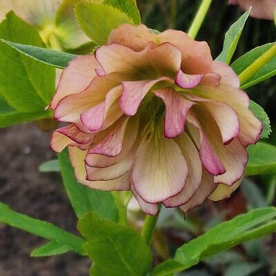 Helleborus orientalis 'Double Picotee' - 