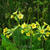 Primula veris