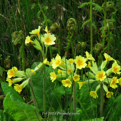 Echte Schlüsselblume - Primula veris