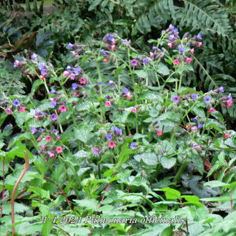 Pulmonaria officinalis