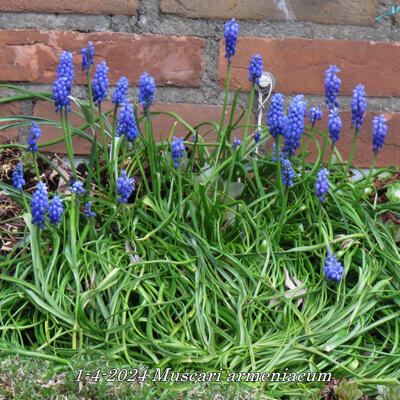 Muscari armeniacum - 