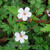 Geranium robertianum 'Album'